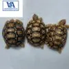 Leopard Tortoise For Sale