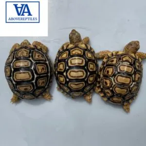 Leopard Tortoise For Sale