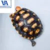 cherryhead tortoise for sale