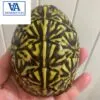 florida box turtles for sale