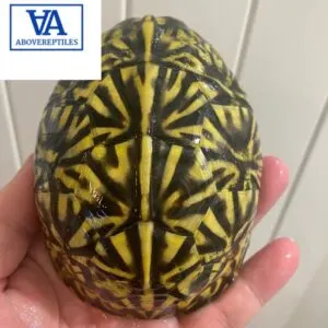 florida box turtles for sale