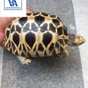 burmese star tortoise for sale