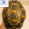 radiated tortoise for sale