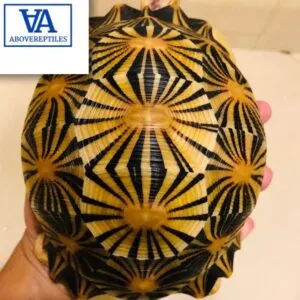 radiated tortoise for sale