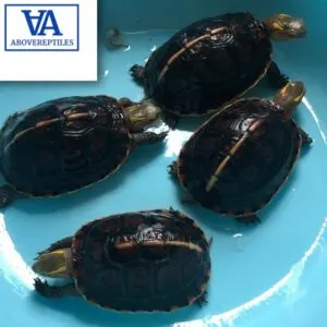 Chinese Box Turtle For Sale