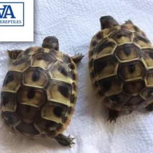 Greek Tortoise For Sale