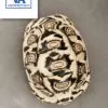 Ivory Leopard Tortoise
