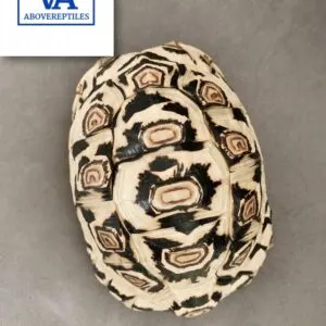 Ivory Leopard Tortoise
