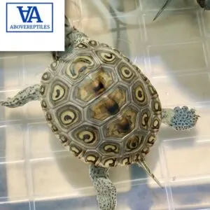 Concentric Diamondback Terrapin For Sale