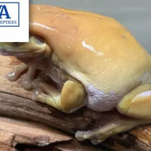 Honey Blue Eyed White Tree Frog For Sale