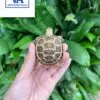 Russian Tortoise For Sale Near Me