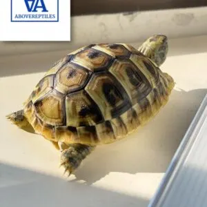 Eastern Hermann Tortoise For Sale