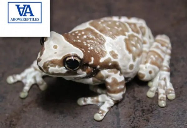 Amazon Milk Frog For Sale