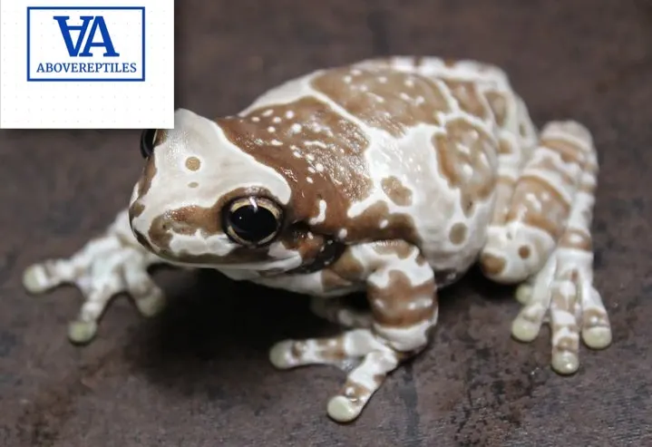 Amazon Milk Frog For Sale