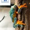 fringed leaf frog for sale