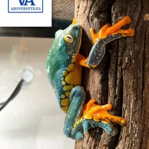 fringed leaf frog for sale