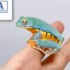 splendid leaf frog for sale