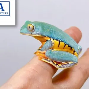 splendid leaf frog for sale