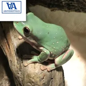 Snowflake White Tree Frog For Sale