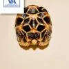 indian star tortoise for sale