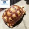 sulcata tortoise for sale near me