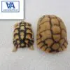 Egyptian Tortoise For Sale
