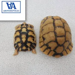 Egyptian Tortoise For Sale