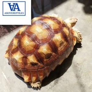 sulcata tortoise for sale near me