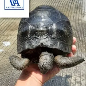 aldabra tortoise FOR SALE