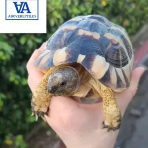 Marginated Tortoise For Sale