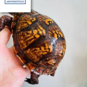 Eastern Box Turtle For Sale Near Me