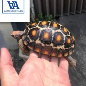 Marble Cherry head Tortoise for sale