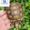 Yellow Foot Tortoise For Sale