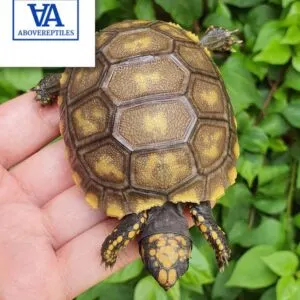 Yellow Foot Tortoise For Sale