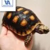 redfoot tortoise for sale