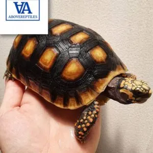 redfoot tortoise for sale