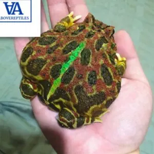 Ornate Pacman Frog