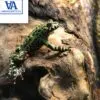 Fire Belly Toad For Sale