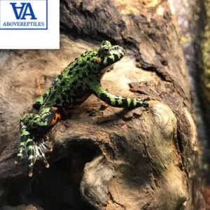 Fire Belly Toad For Sale