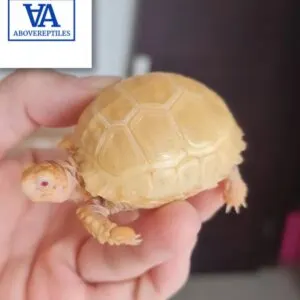 albino sulcata tortoisE FOR SALE