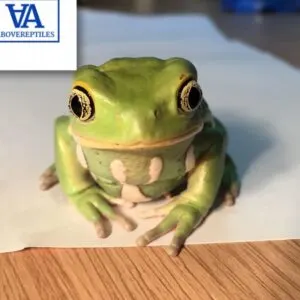 Waxy Monkey Leaf Frog