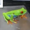 Red Eyed Tree Frog For Sale Near Me