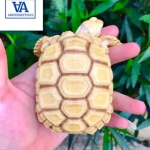 ivory sulcata tortoise for sale