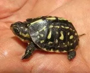 Turtles