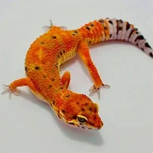 Geckos