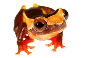Frogs