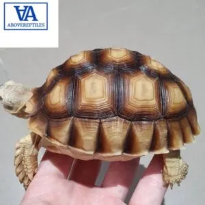 Tortoises