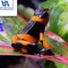 Oophaga Lehmanni for sale