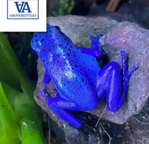 Dendrobates Tinctorius Azureus