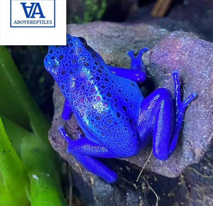 Dendrobates Tinctorius Azureus